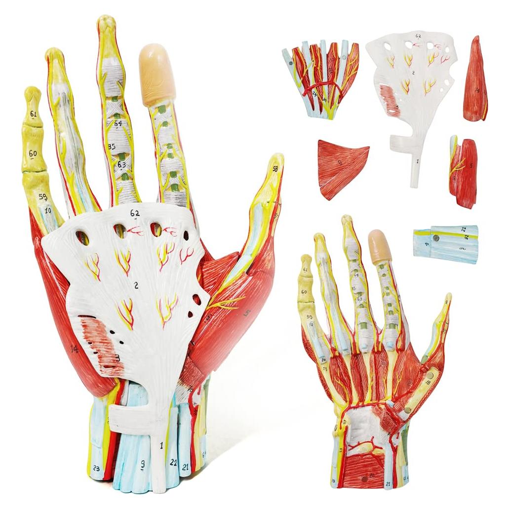 Modelo Esquelético de Mano Humana Evotech 7 Piezas 22.8x16cm
