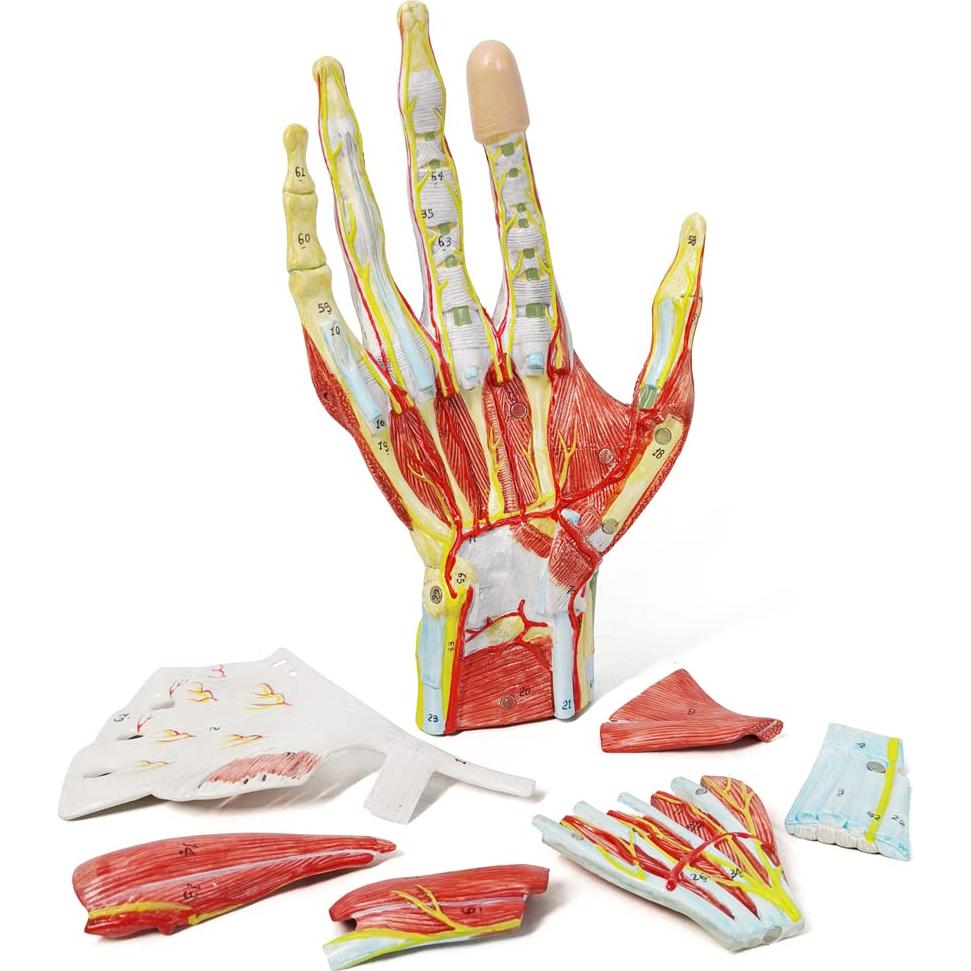 Modelo Esquelético de Mano Humana Evotech 7 Piezas 22.8x16cm