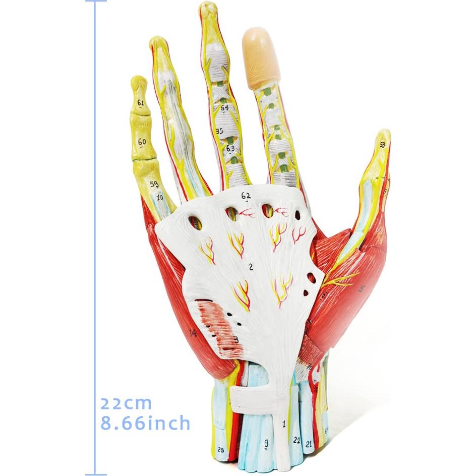 Modelo Esquelético de Mano Humana Evotech 7 Piezas 22.8x16cm