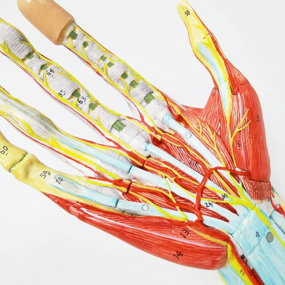 Modelo Esquelético de Mano Humana Evotech 7 Piezas 22.8x16cm