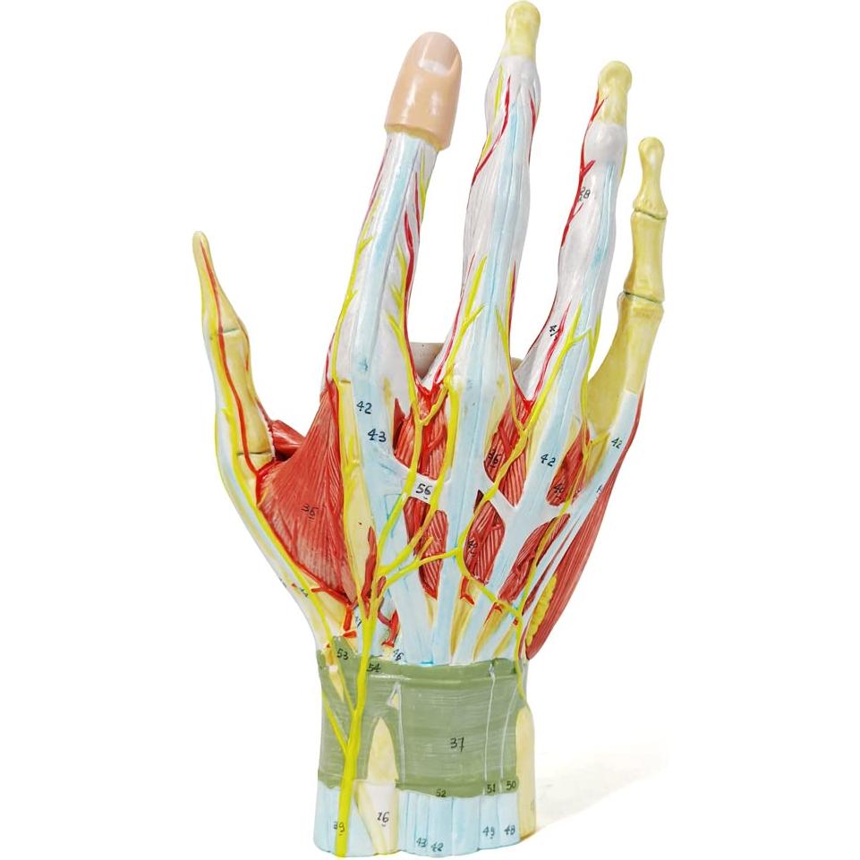 Modelo Esquelético de Mano Humana Evotech 7 Piezas 22.8x16cm