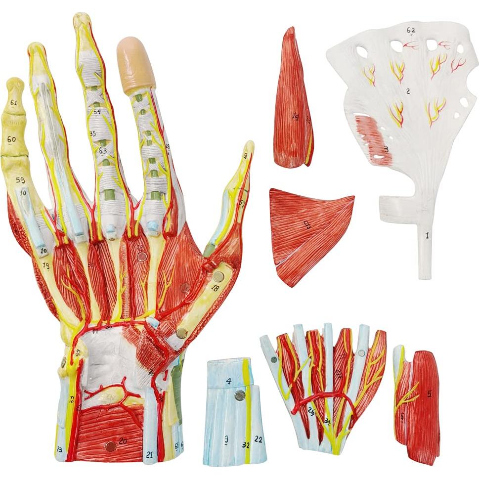 Modelo Esquelético de Mano Humana Evotech 7 Piezas 22.8x16cm