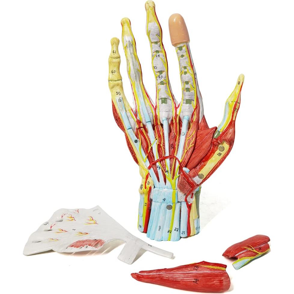 Modelo Esquelético de Mano Humana Evotech 7 Piezas 22.8x16cm