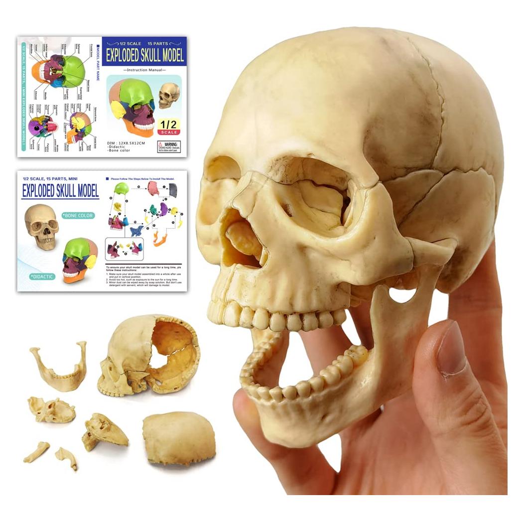 Modelo de Cráneo Humano HADWYN 12.95x11.94cm Didáctico