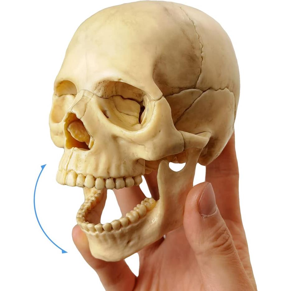 Modelo de Cráneo Humano HADWYN 12.95x11.94cm Didáctico