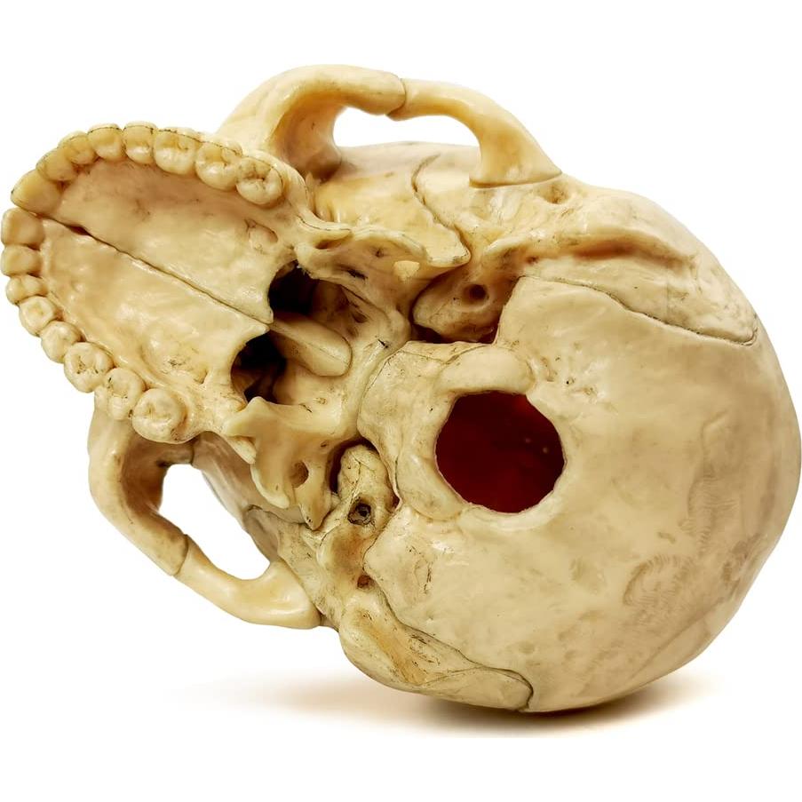 Modelo de Cráneo Humano HADWYN 12.95x11.94cm Didáctico