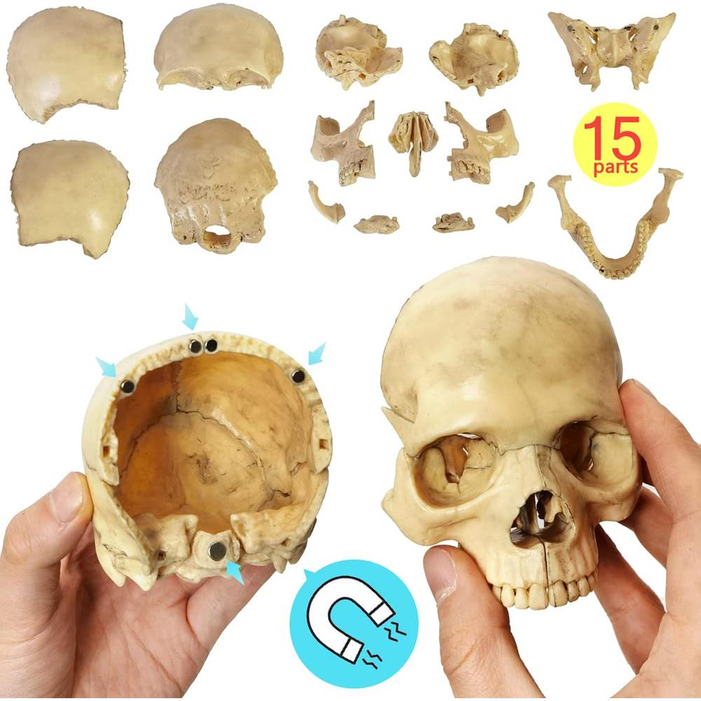 Modelo de Cráneo Humano HADWYN 12.95x11.94cm Didáctico