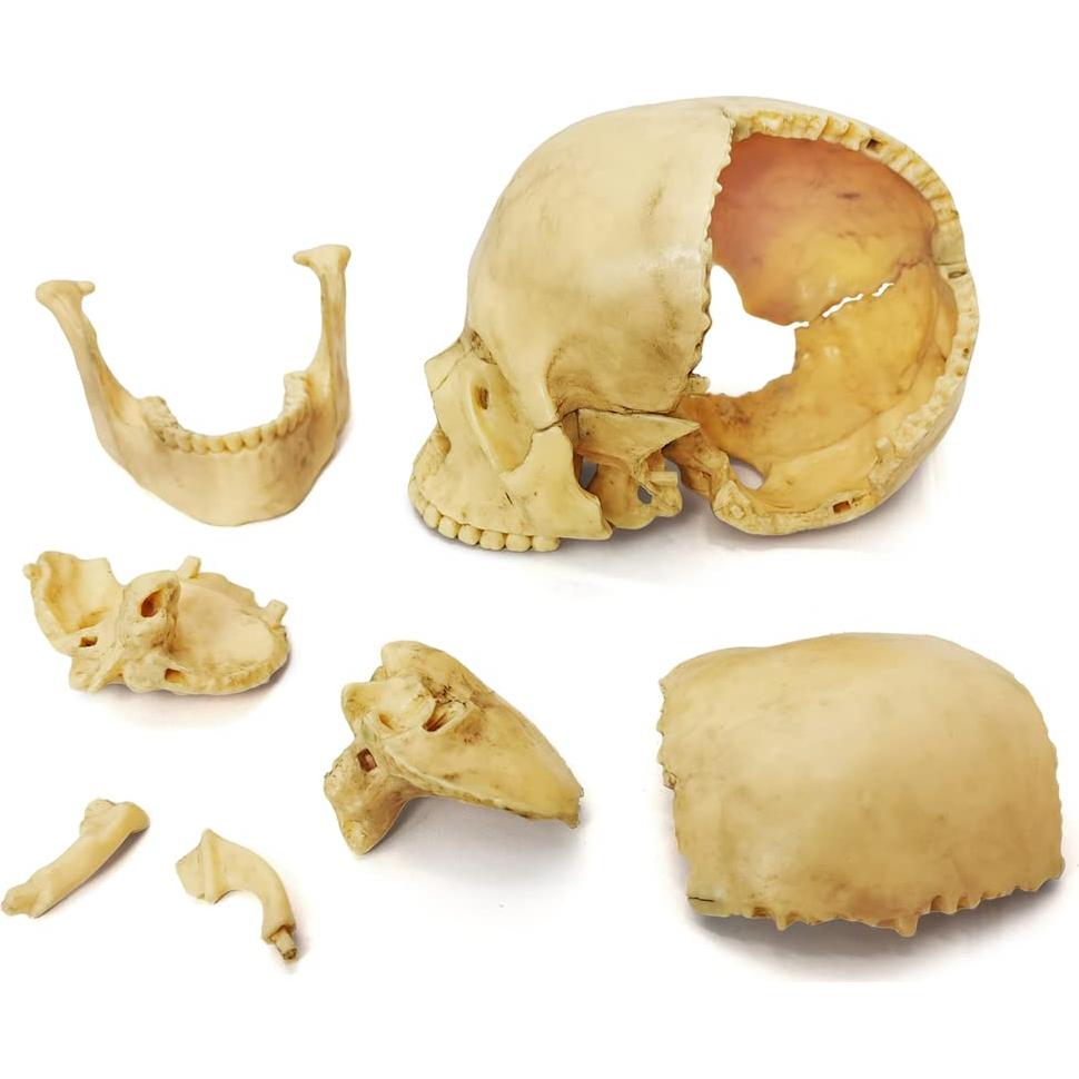 Modelo de Cráneo Humano HADWYN 12.95x11.94cm Didáctico