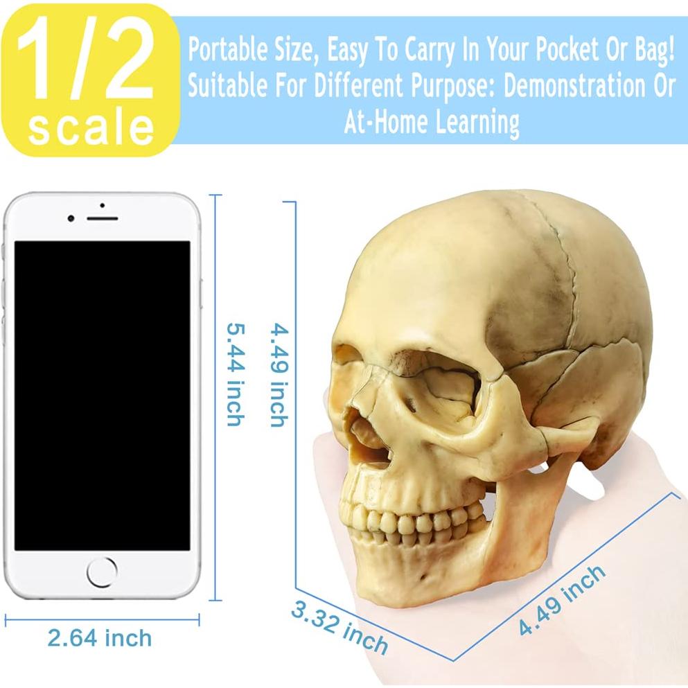 Modelo de Cráneo Humano HADWYN 12.95x11.94cm Didáctico