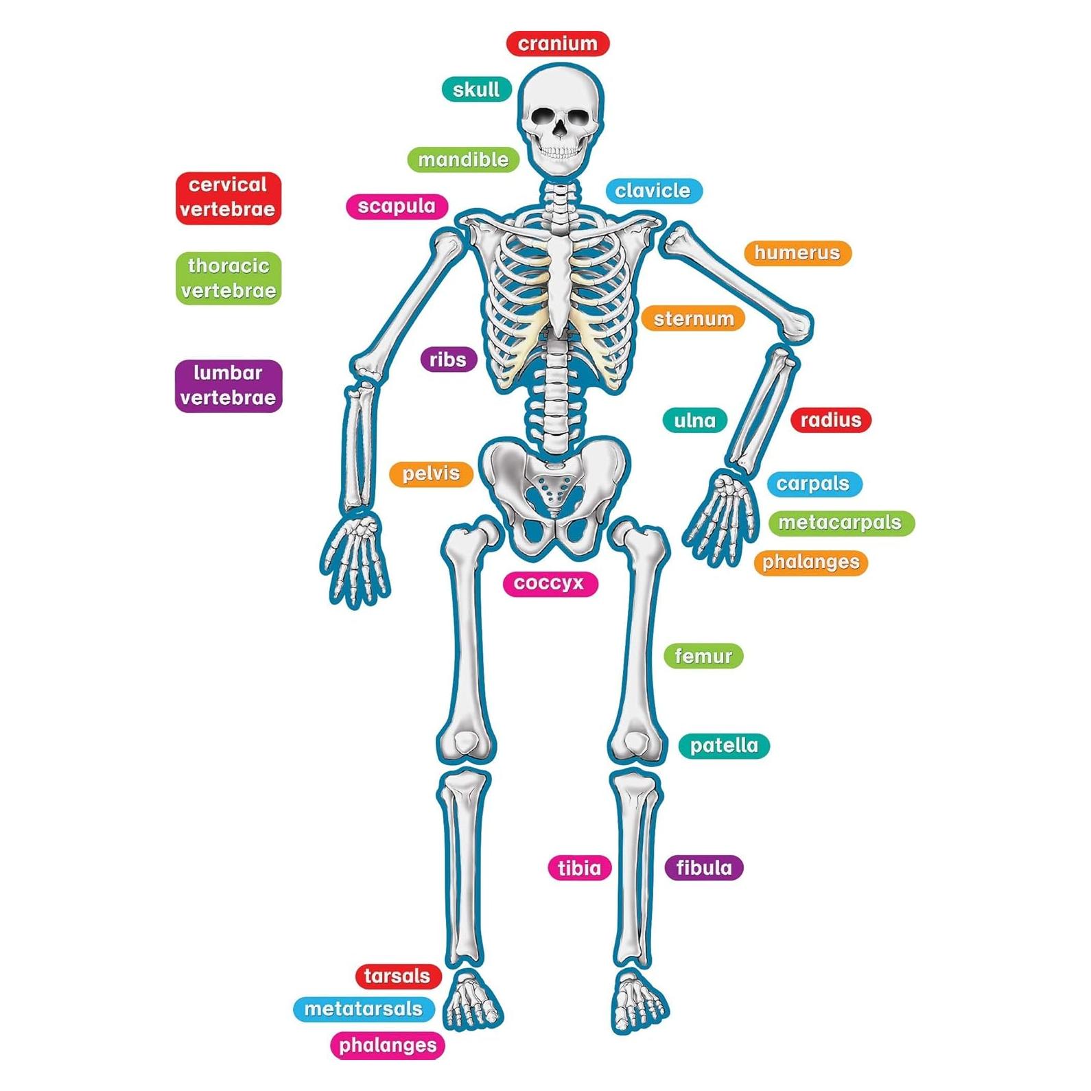 Acentos Magnéticos del Esqueleto Humano 40 Piezas - Recursos Creados por el Maestro