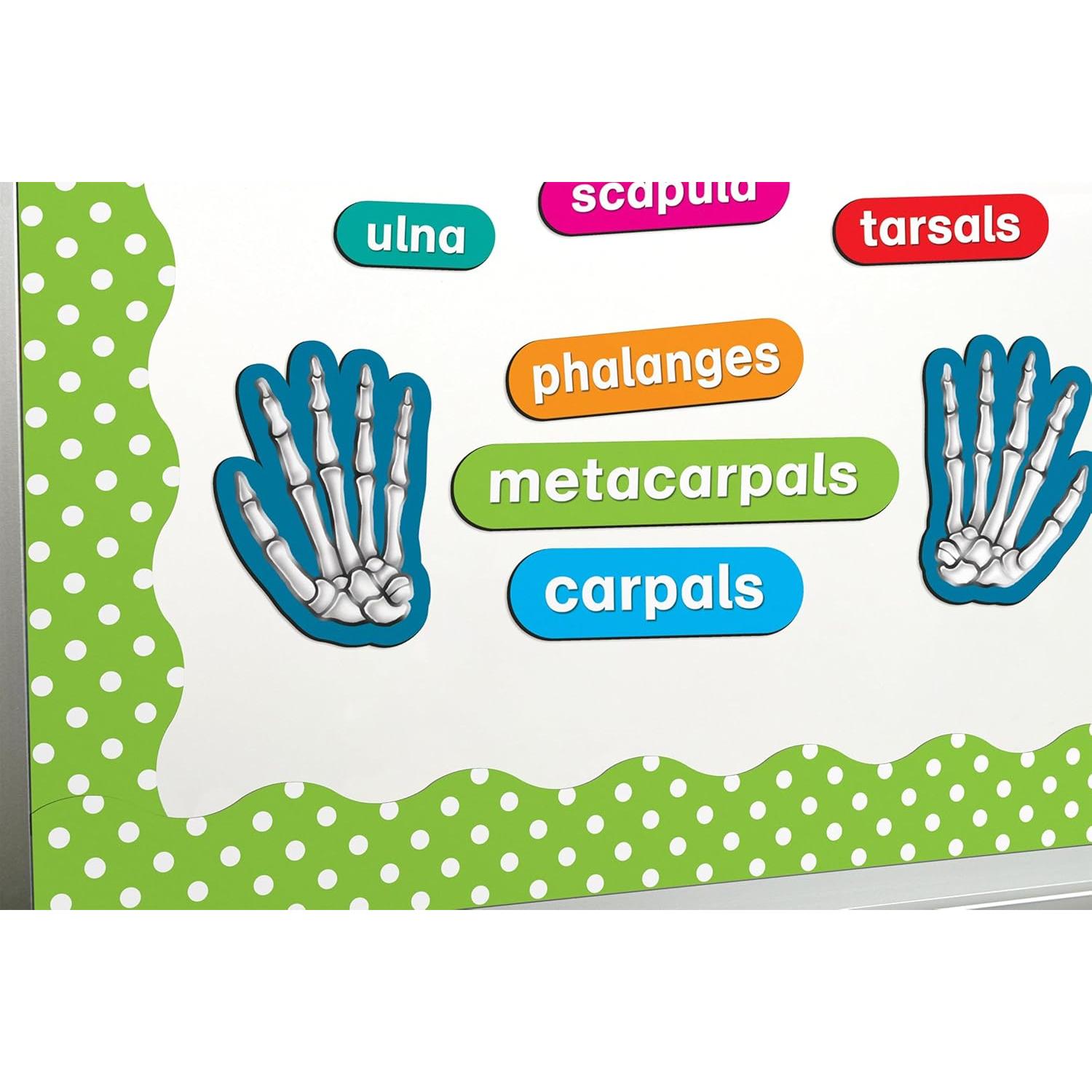 Acentos Magnéticos del Esqueleto Humano 40 Piezas - Recursos Creados por el Maestro