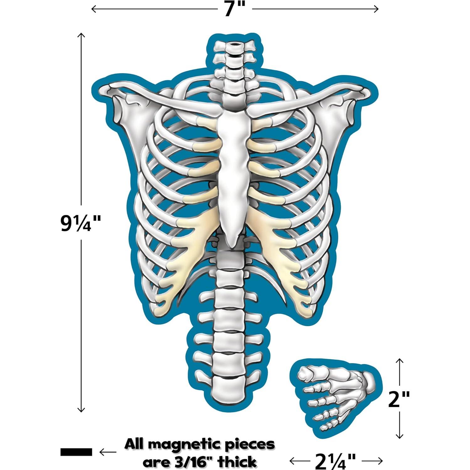Acentos Magnéticos del Esqueleto Humano 40 Piezas - Recursos Creados por el Maestro