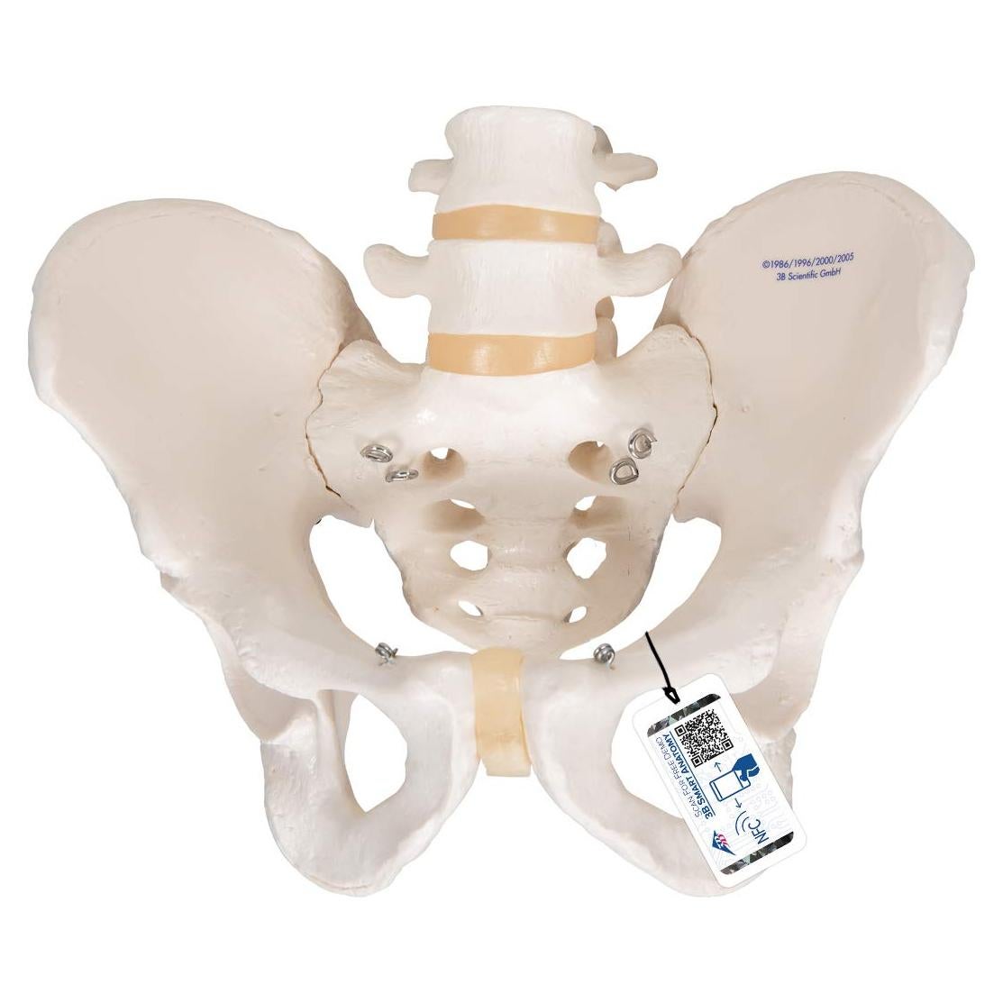 Esqueleto Pélvico Masculino 3B Scientific A60 - Anatomía Inteligente