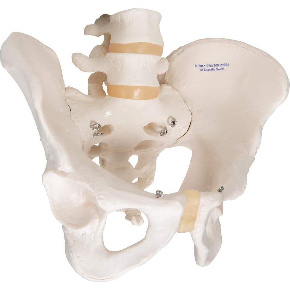 Esqueleto Pélvico Masculino 3B Scientific A60 - Anatomía Inteligente