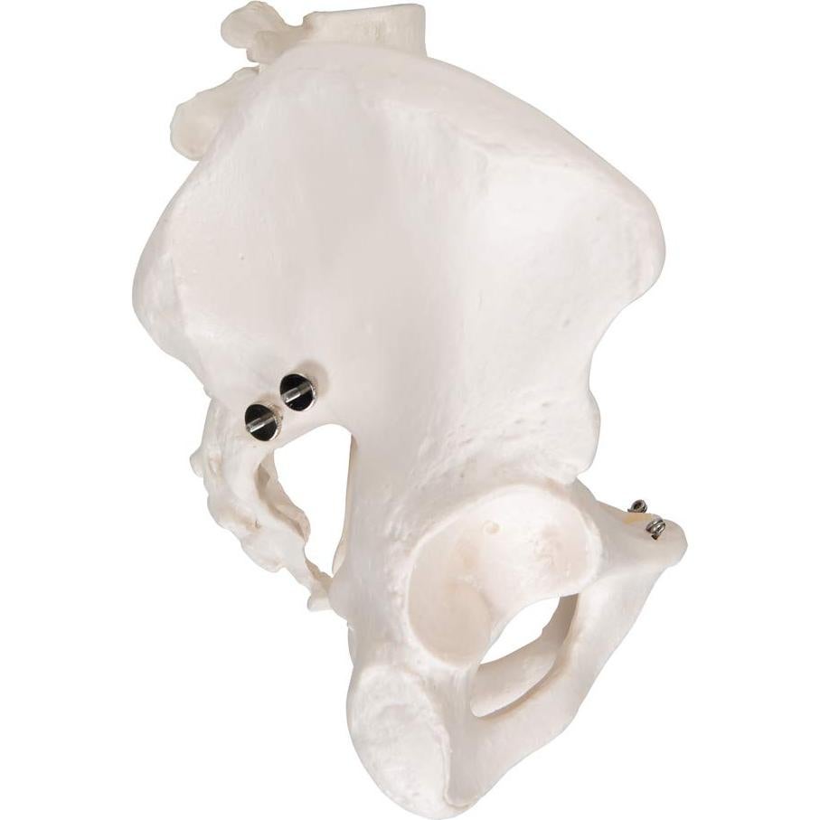 Esqueleto Pélvico Masculino 3B Scientific A60 - Anatomía Inteligente
