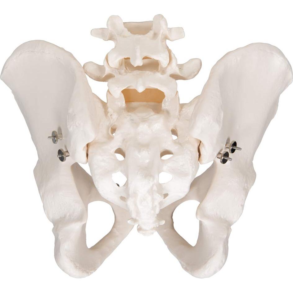 Esqueleto Pélvico Masculino 3B Scientific A60 - Anatomía Inteligente