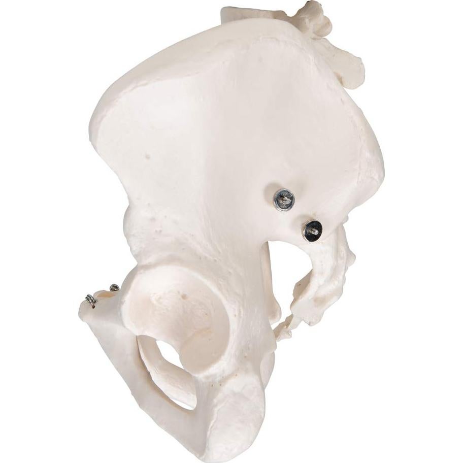 Esqueleto Pélvico Masculino 3B Scientific A60 - Anatomía Inteligente