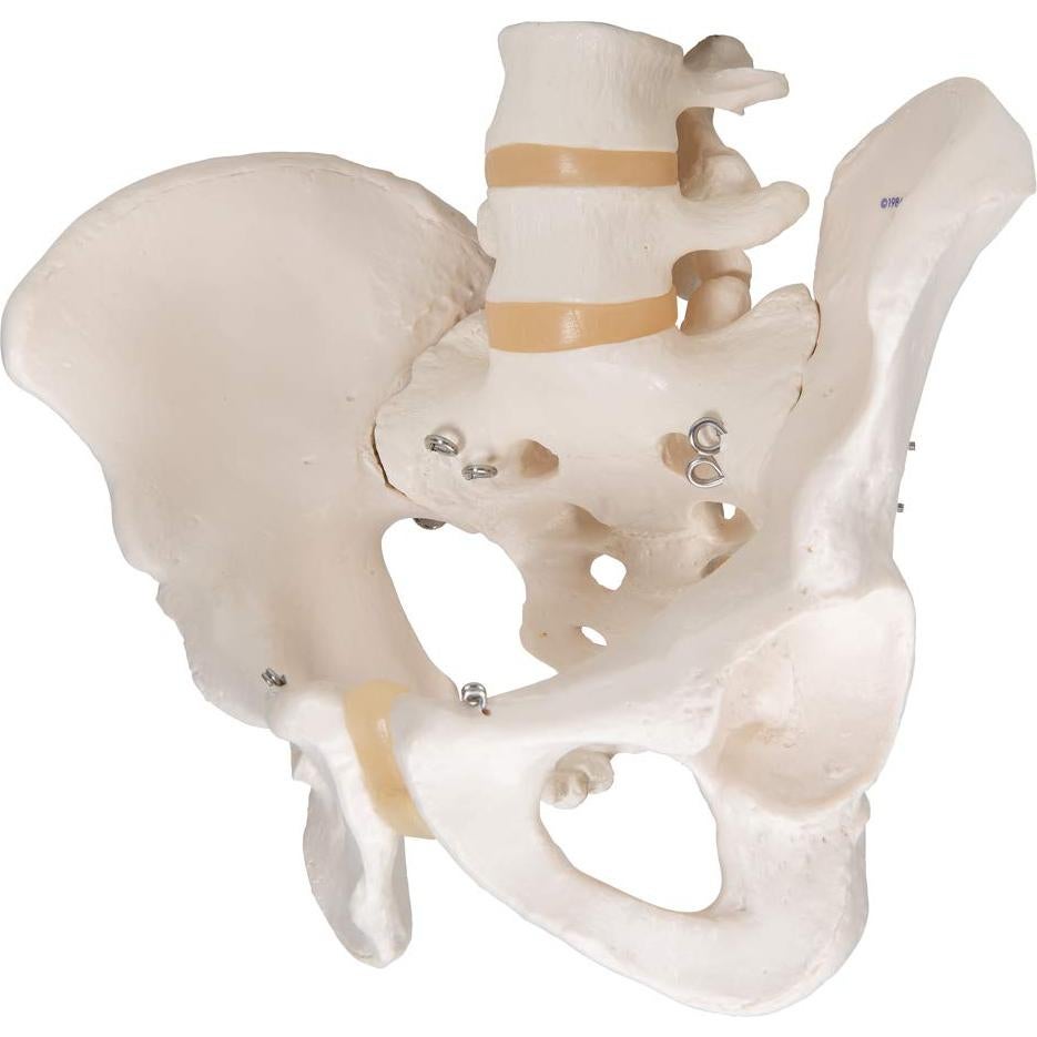 Esqueleto Pélvico Masculino 3B Scientific A60 - Anatomía Inteligente