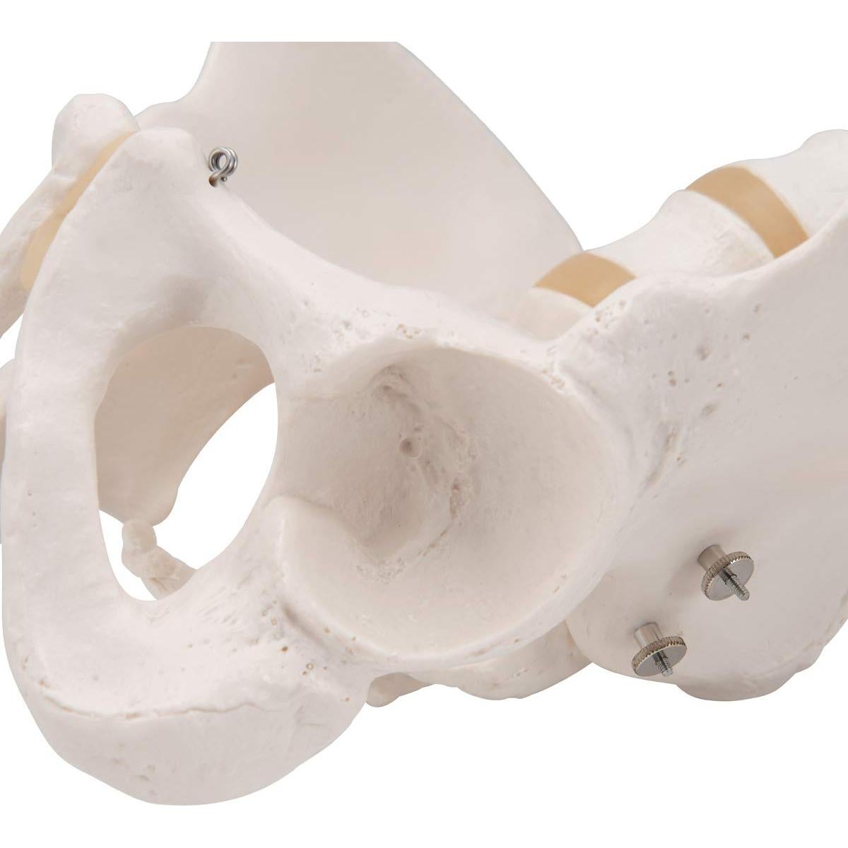 Esqueleto Pélvico Masculino 3B Scientific A60 - Anatomía Inteligente