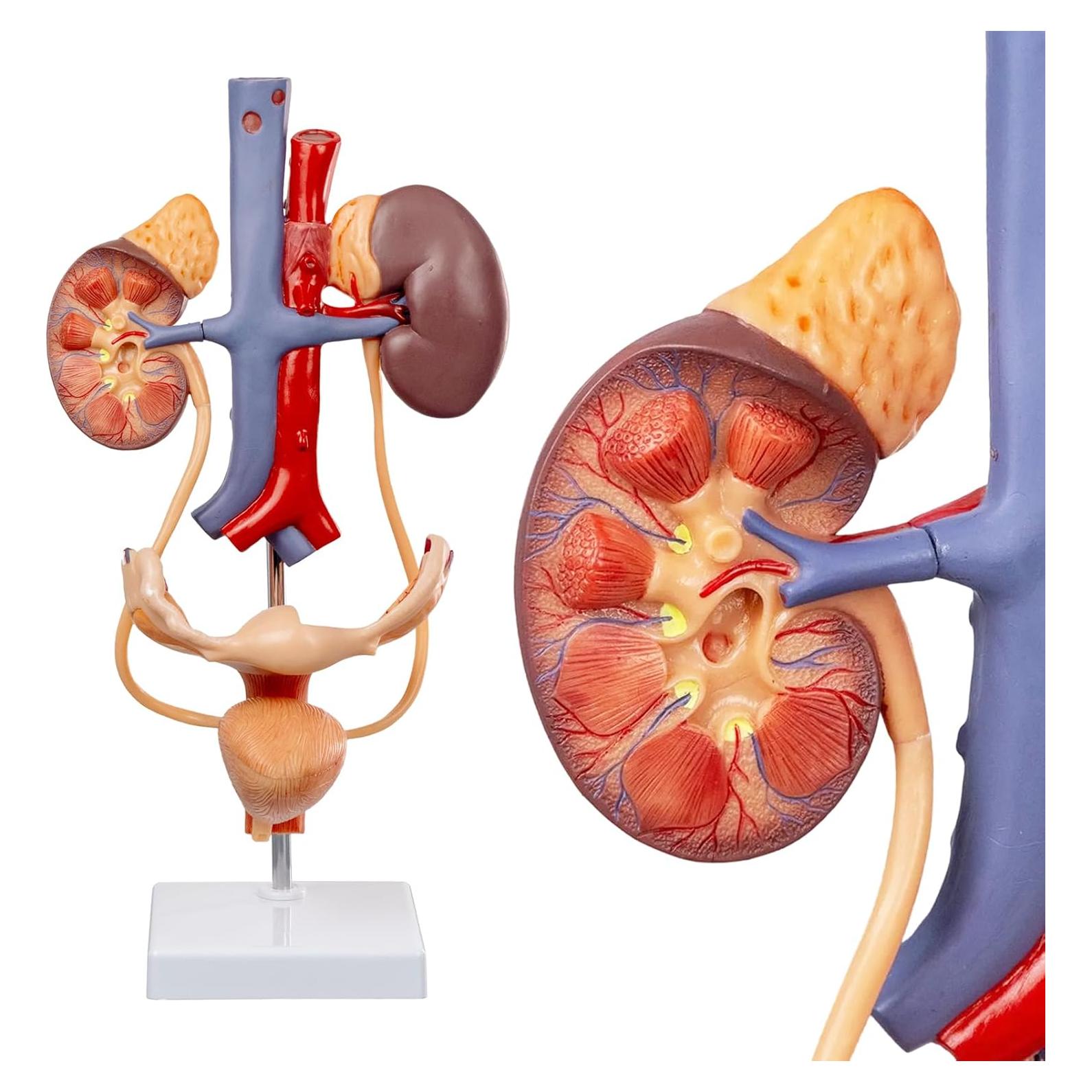 Modelo Anatómico del Sistema Reproductor y Urinario Femenino Evotech Scientific 3 Partes