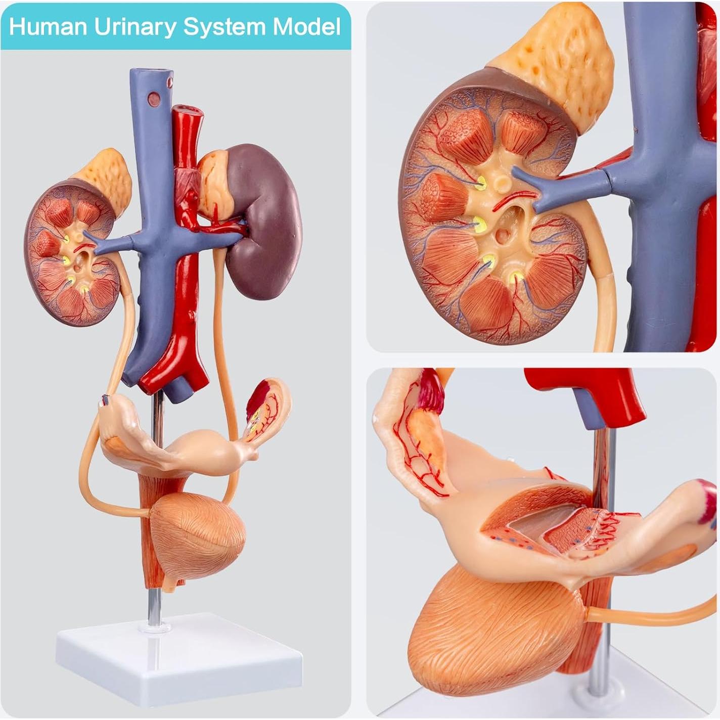 Modelo Anatómico del Sistema Reproductor y Urinario Femenino Evotech Scientific 3 Partes