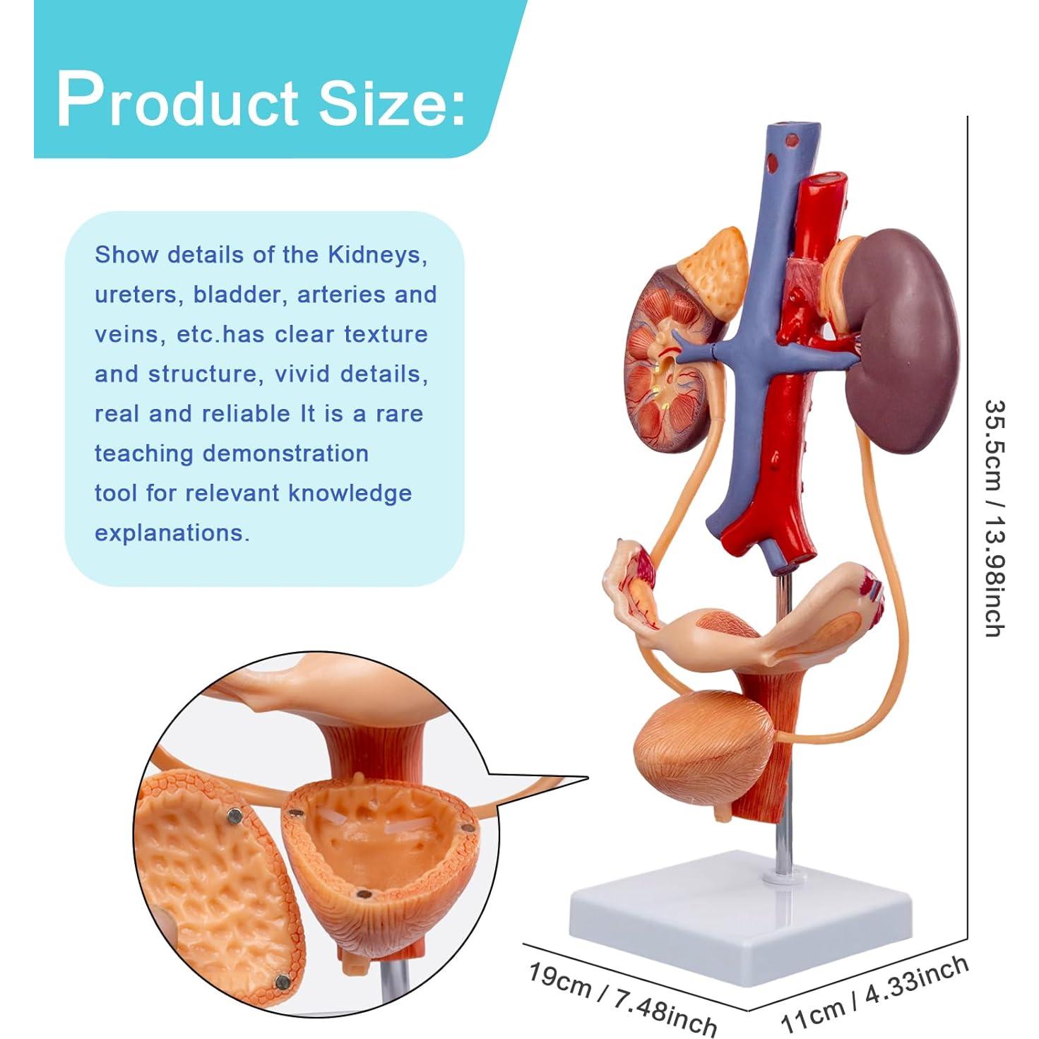 Modelo Anatómico del Sistema Reproductor y Urinario Femenino Evotech Scientific 3 Partes