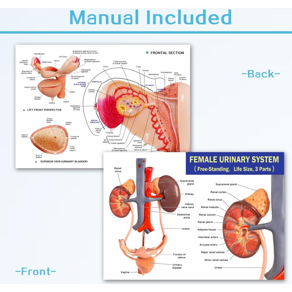 Modelo Anatómico del Sistema Reproductor y Urinario Femenino Evotech Scientific 3 Partes