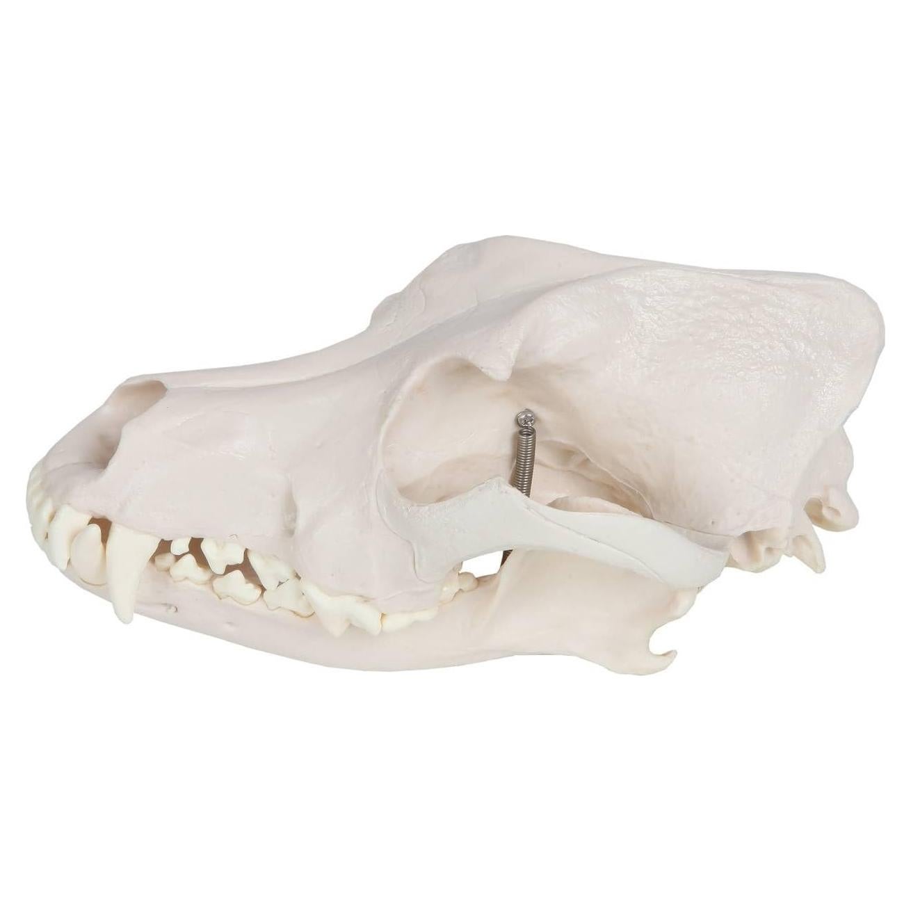Modelo Cráneo Canino Anatómico Wellden - Tamaño Real PVC