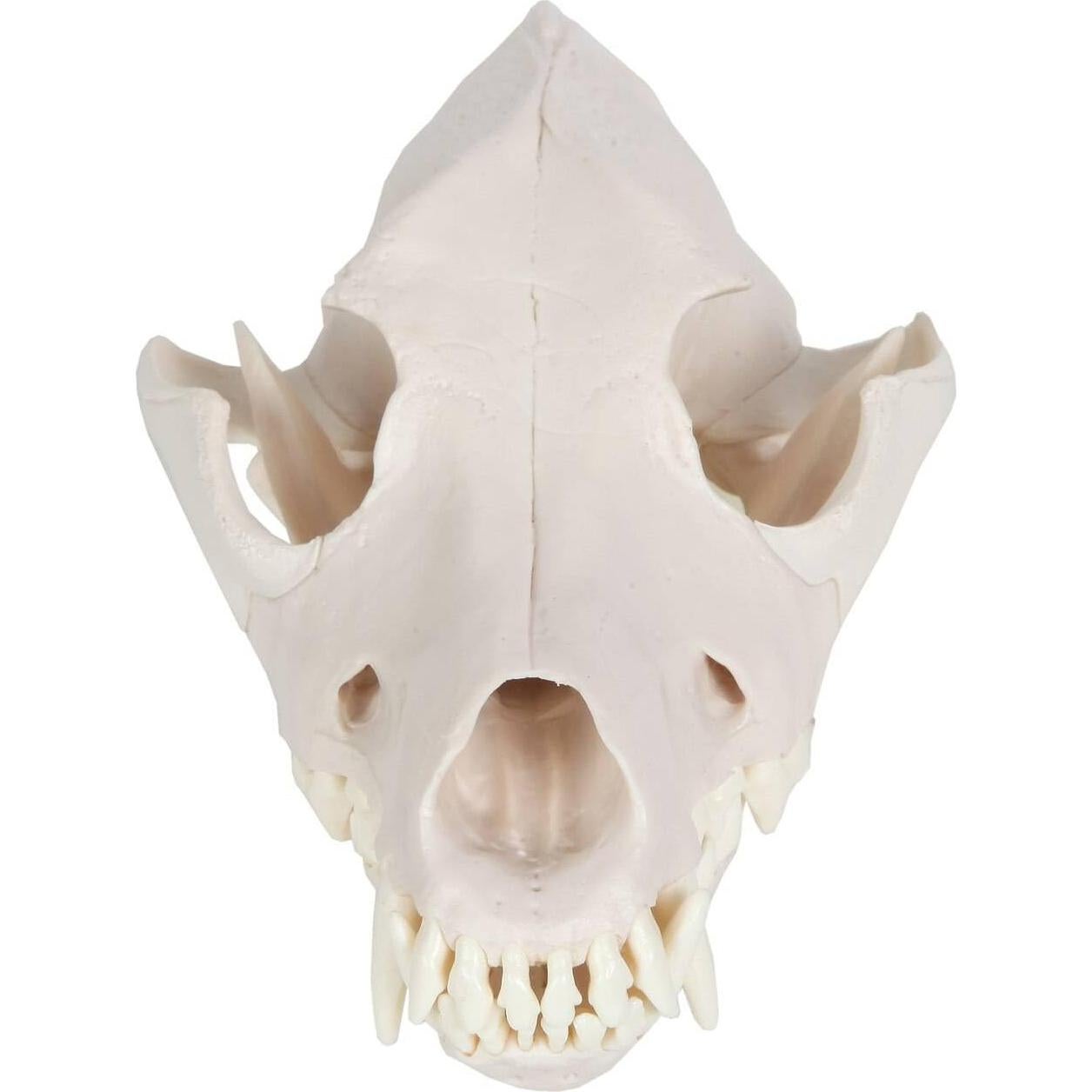 Modelo Cráneo Canino Anatómico Wellden - Tamaño Real PVC