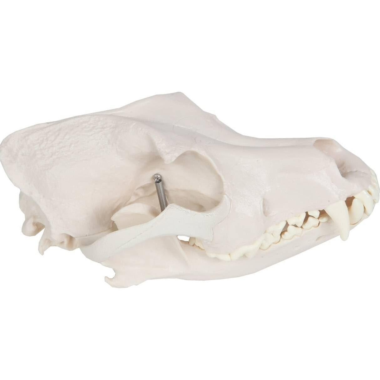 Modelo Cráneo Canino Anatómico Wellden - Tamaño Real PVC