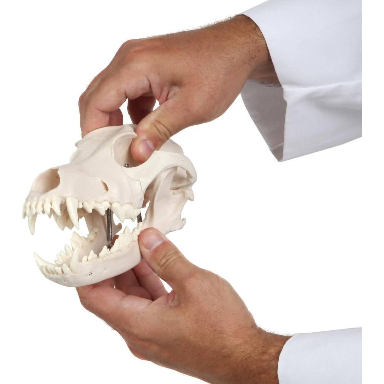 Modelo Cráneo Canino Anatómico Wellden - Tamaño Real PVC