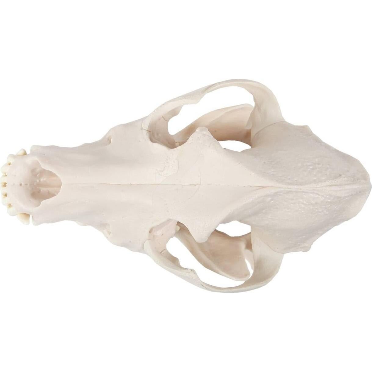 Modelo Cráneo Canino Anatómico Wellden - Tamaño Real PVC