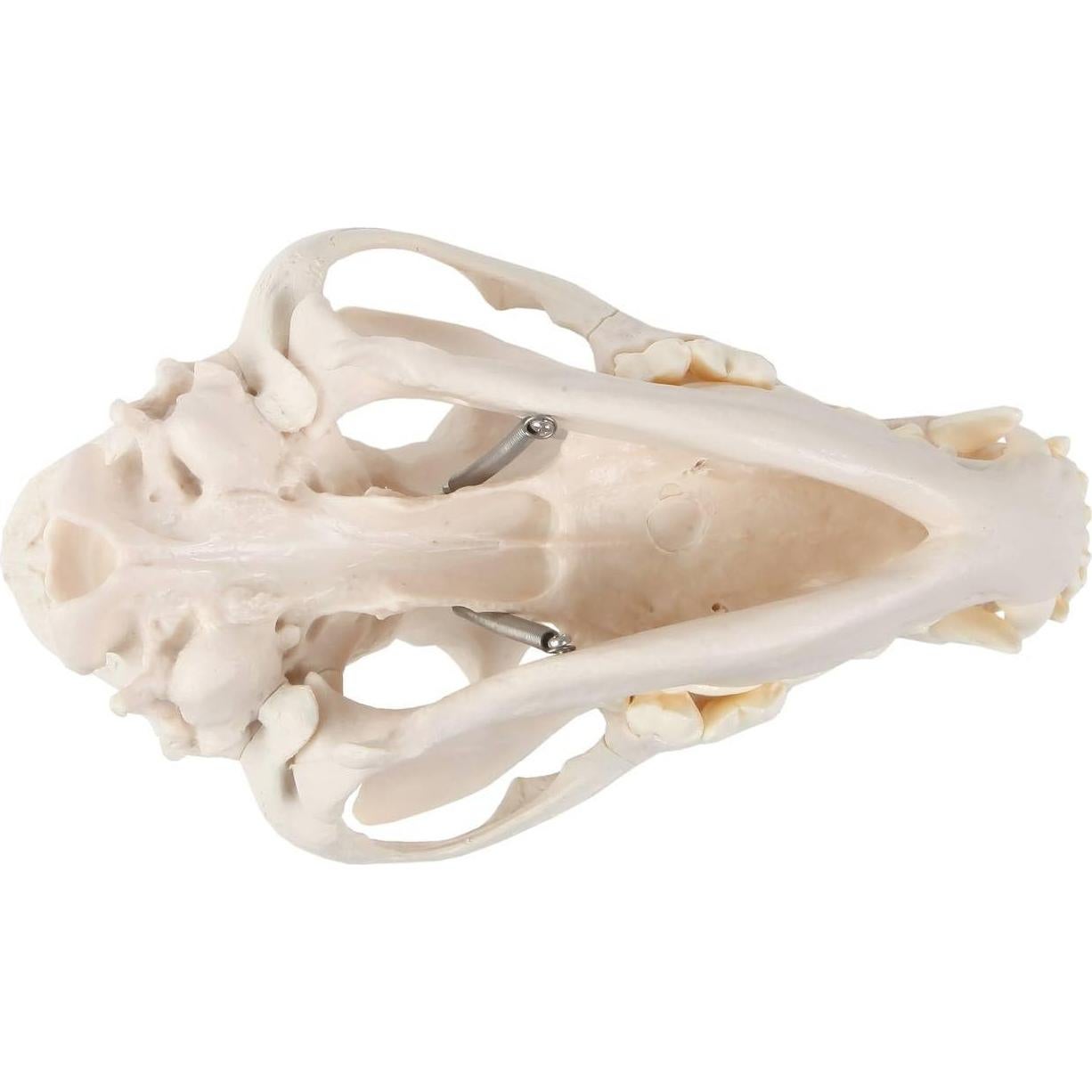 Modelo Cráneo Canino Anatómico Wellden - Tamaño Real PVC