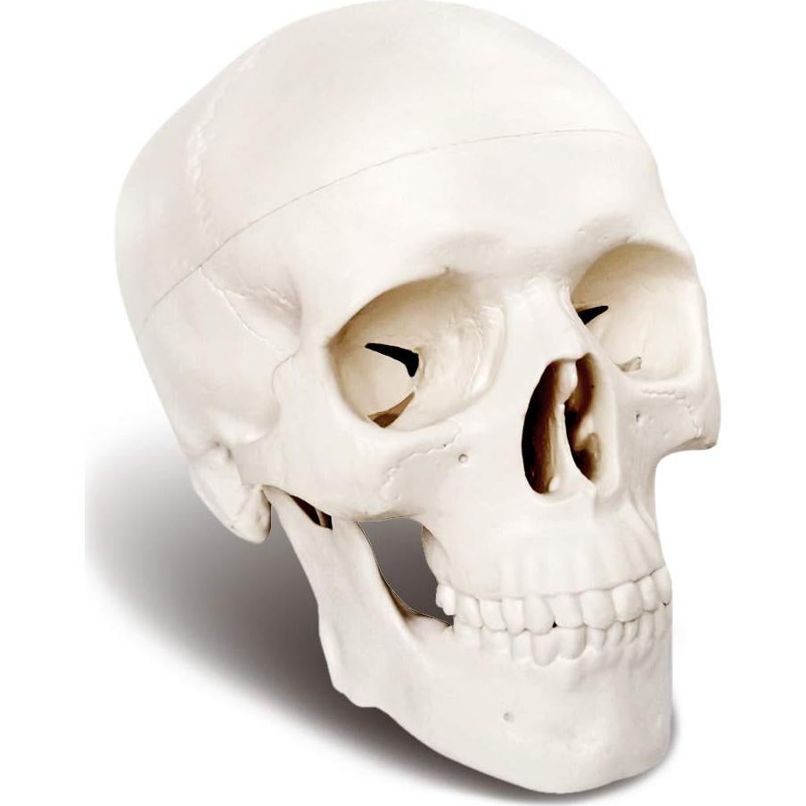 Modelo de Cráneo Humano Mini 3 Piezas EVOTECH 9.9 cm