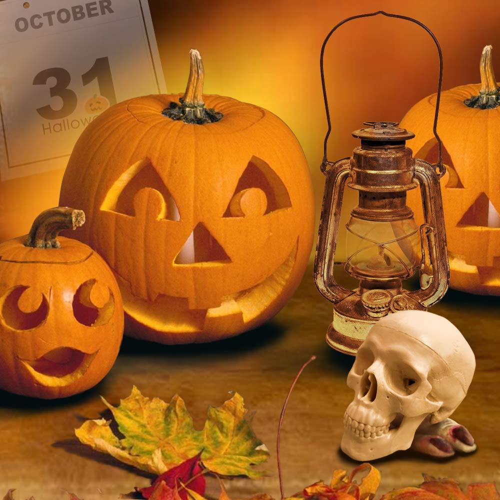 Modelo de Cráneo Humano Mini 3 Piezas EVOTECH 9.9 cm