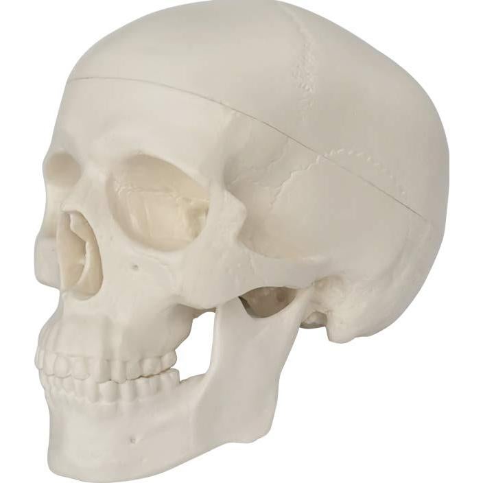 Modelo de Cráneo Humano Mini 3 Piezas EVOTECH 9.9 cm