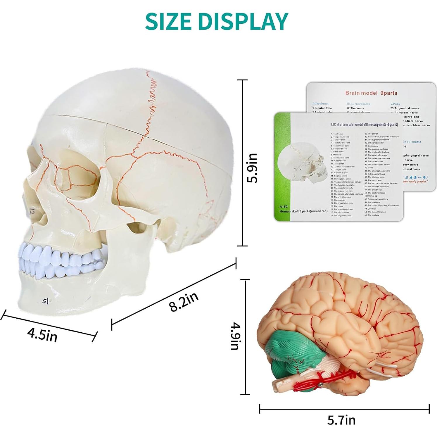Modelo Anatómico de Cráneo y Cerebro SFXYJ 11 Piezas 2024