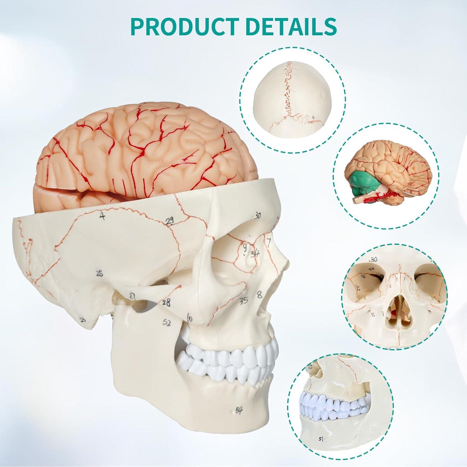 Modelo Anatómico de Cráneo y Cerebro SFXYJ 11 Piezas 2024