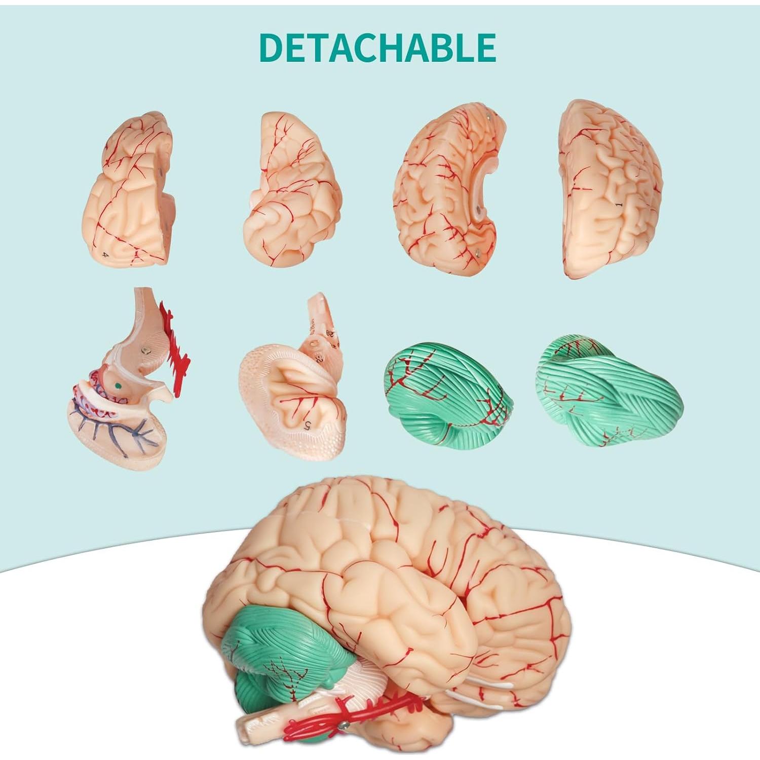 Modelo Anatómico de Cráneo y Cerebro SFXYJ 11 Piezas 2024