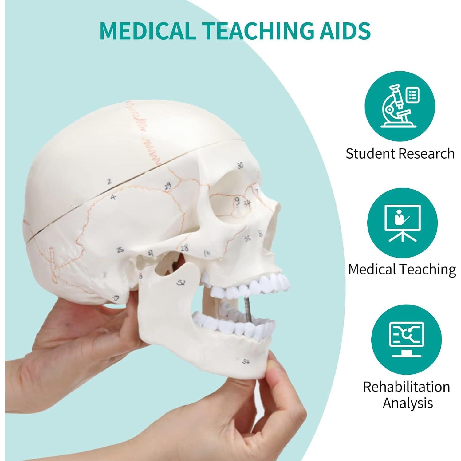 Modelo Anatómico de Cráneo y Cerebro SFXYJ 11 Piezas 2024