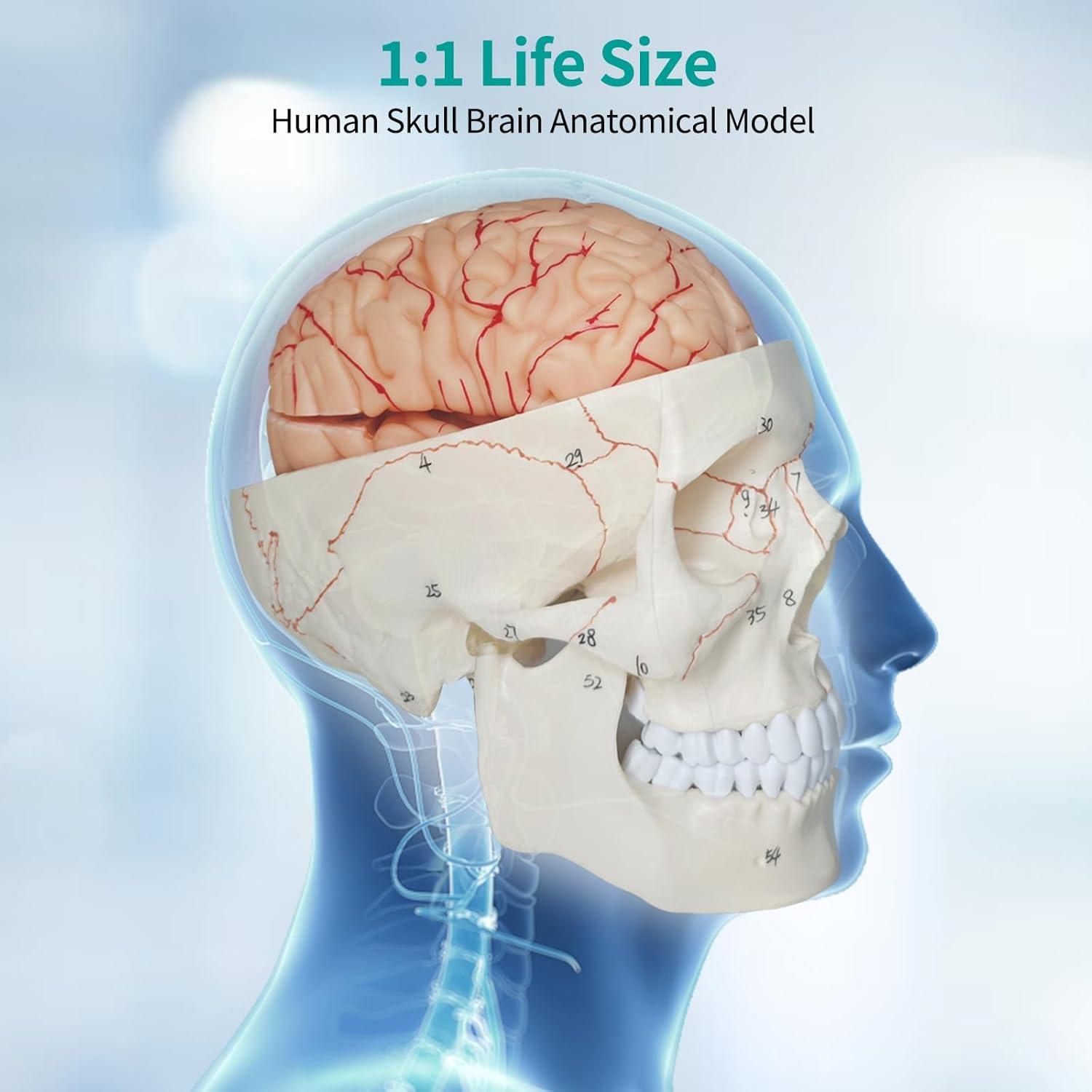 Modelo Anatómico de Cráneo y Cerebro SFXYJ 11 Piezas 2024
