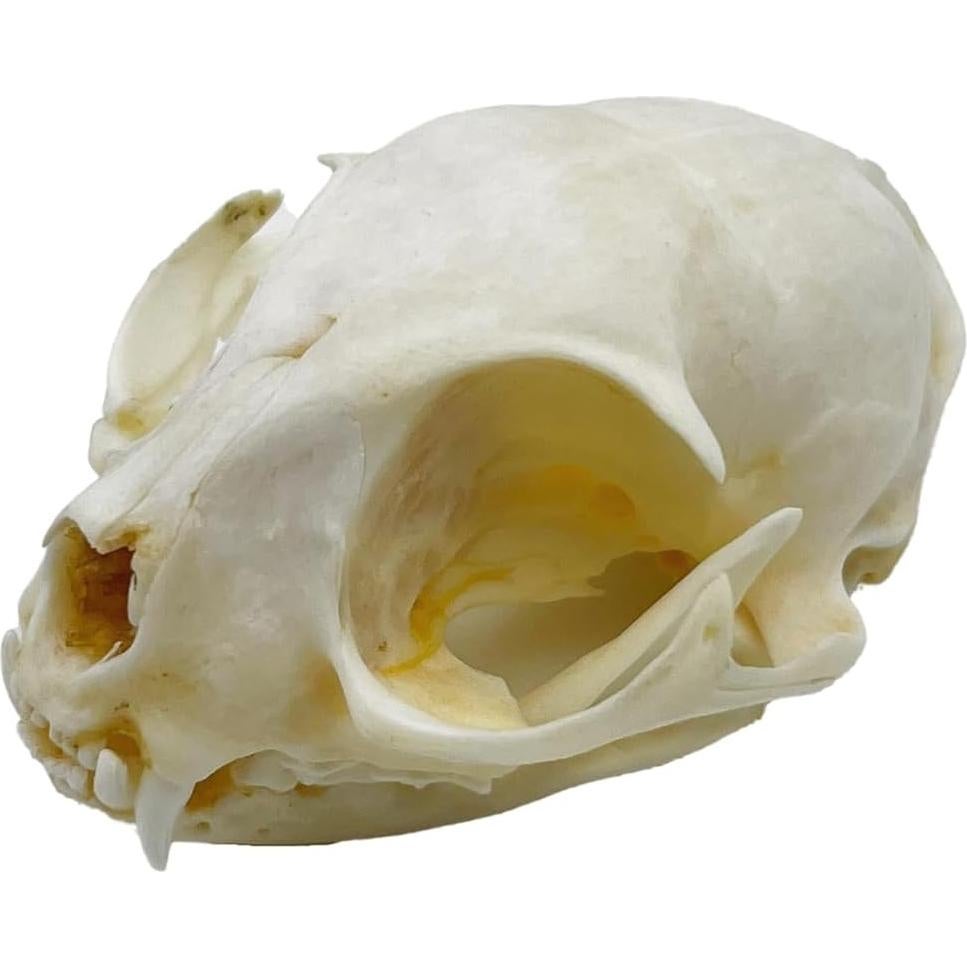 Cráneo de Gato Real - Especimen de Taxidermia iBedding