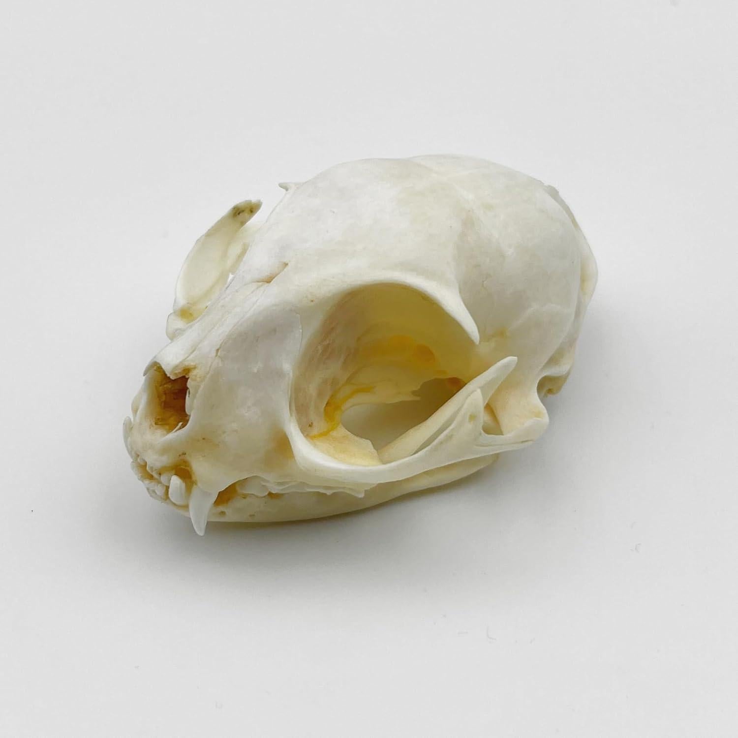 Cráneo de Gato Real - Especimen de Taxidermia iBedding