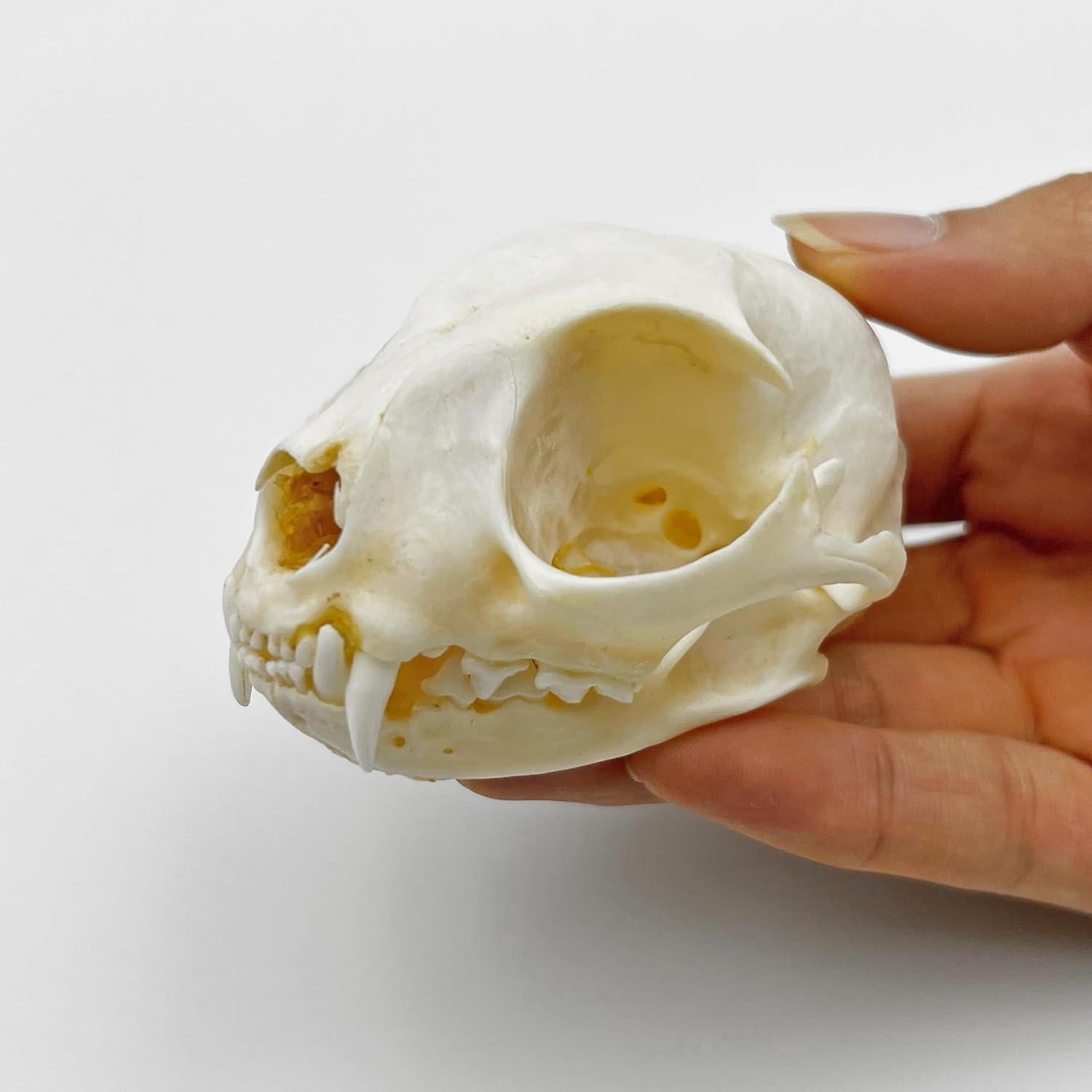 Cráneo de Gato Real - Especimen de Taxidermia iBedding