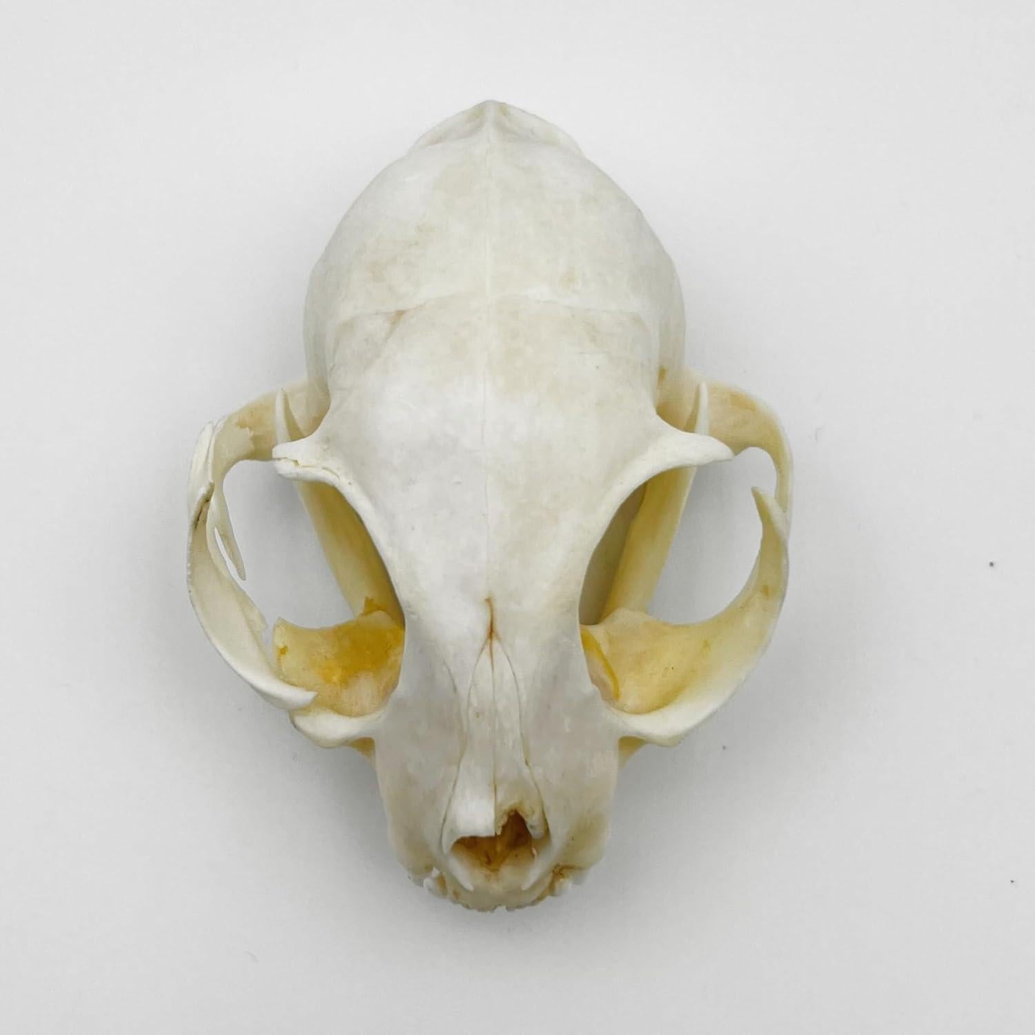 Cráneo de Gato Real - Especimen de Taxidermia iBedding