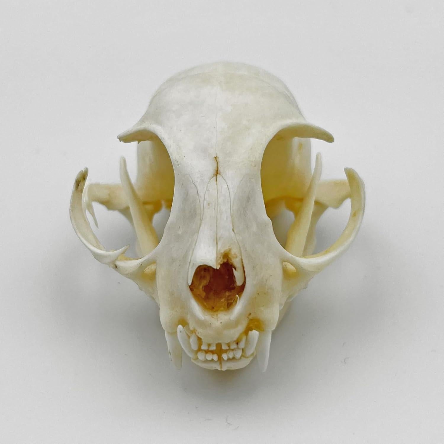 Cráneo de Gato Real - Especimen de Taxidermia iBedding