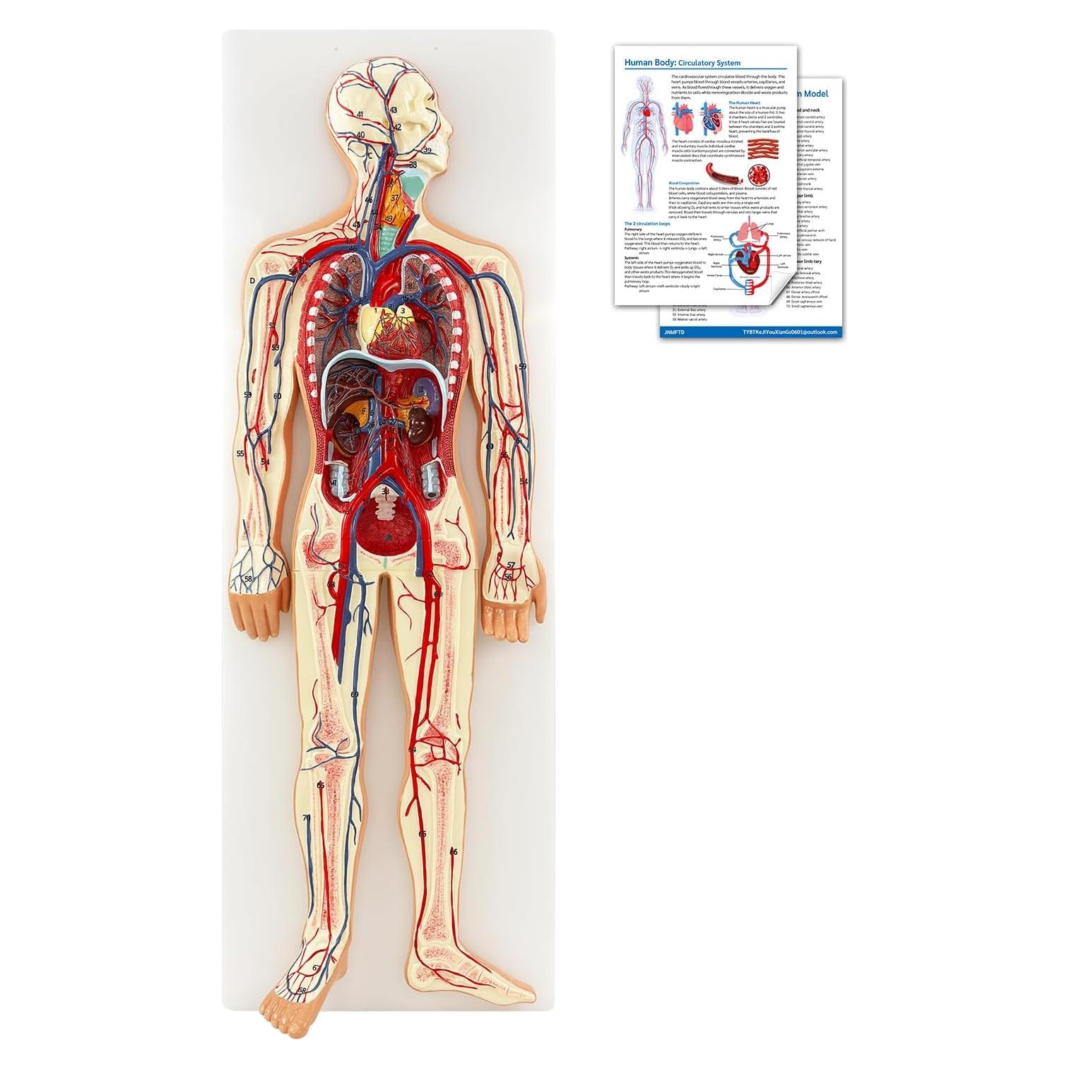 Modelo Anatómico Circulación Sanguínea JNMFTD 1/2 Escala 70 Estructuras
