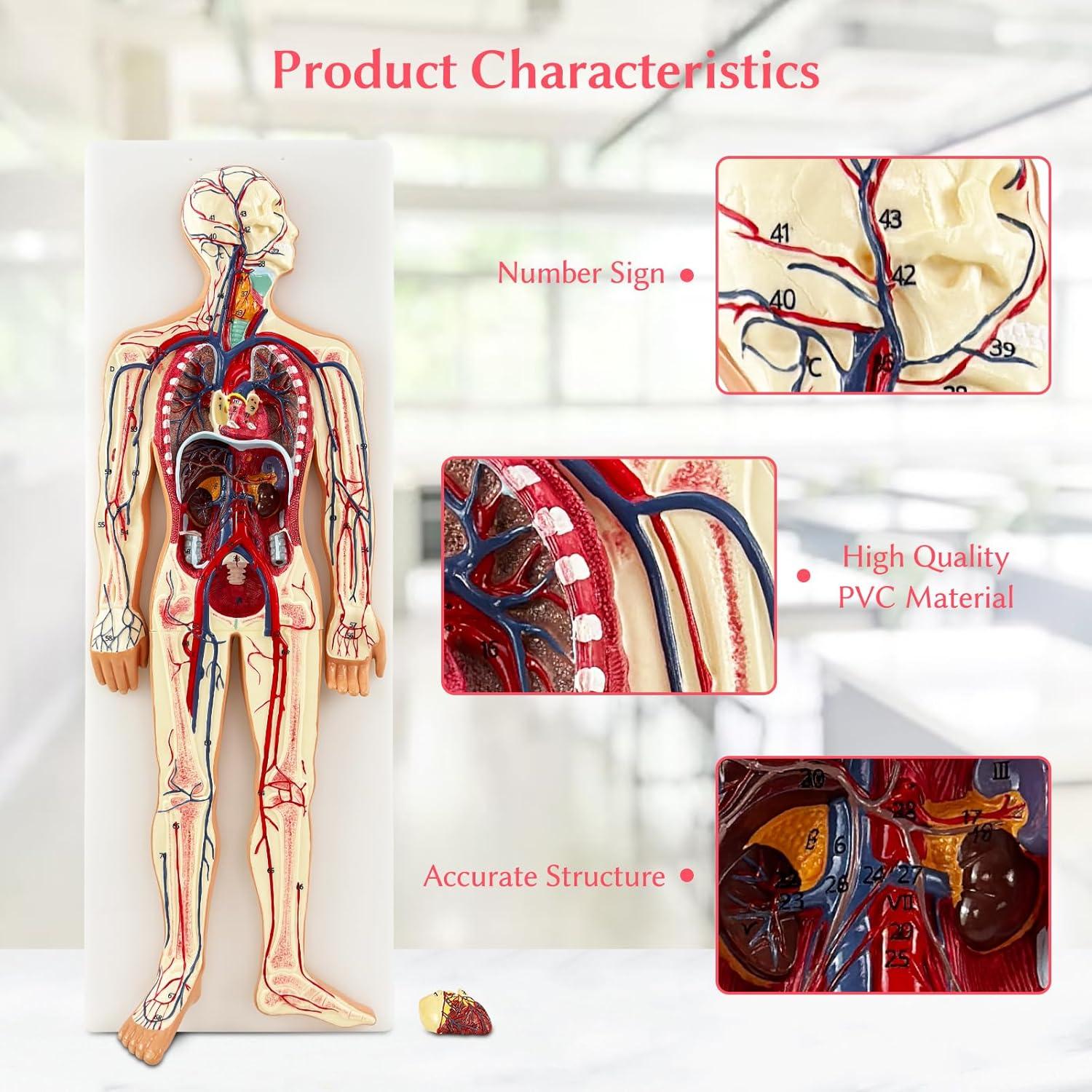 Modelo Anatómico Circulación Sanguínea JNMFTD 1/2 Escala 70 Estructuras
