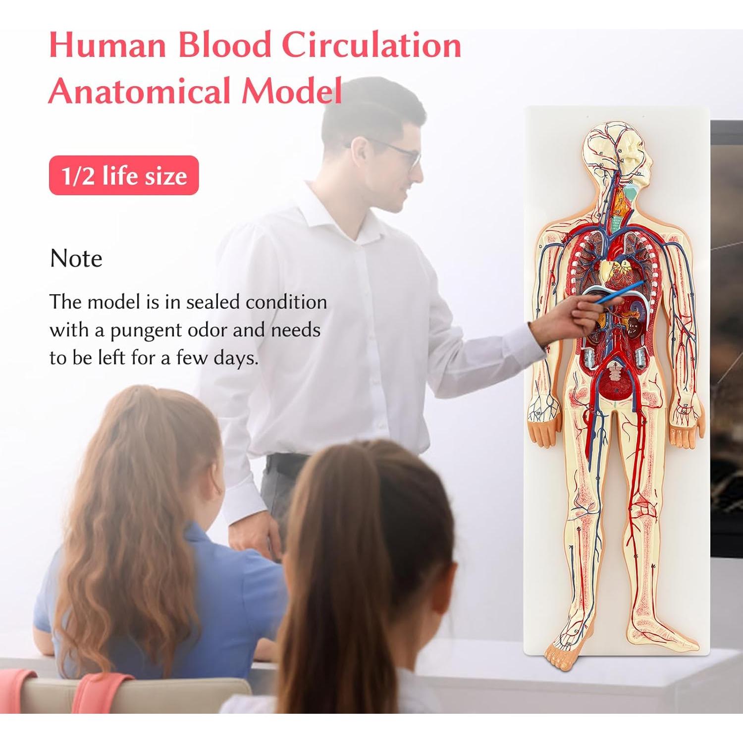 Modelo Anatómico Circulación Sanguínea JNMFTD 1/2 Escala 70 Estructuras
