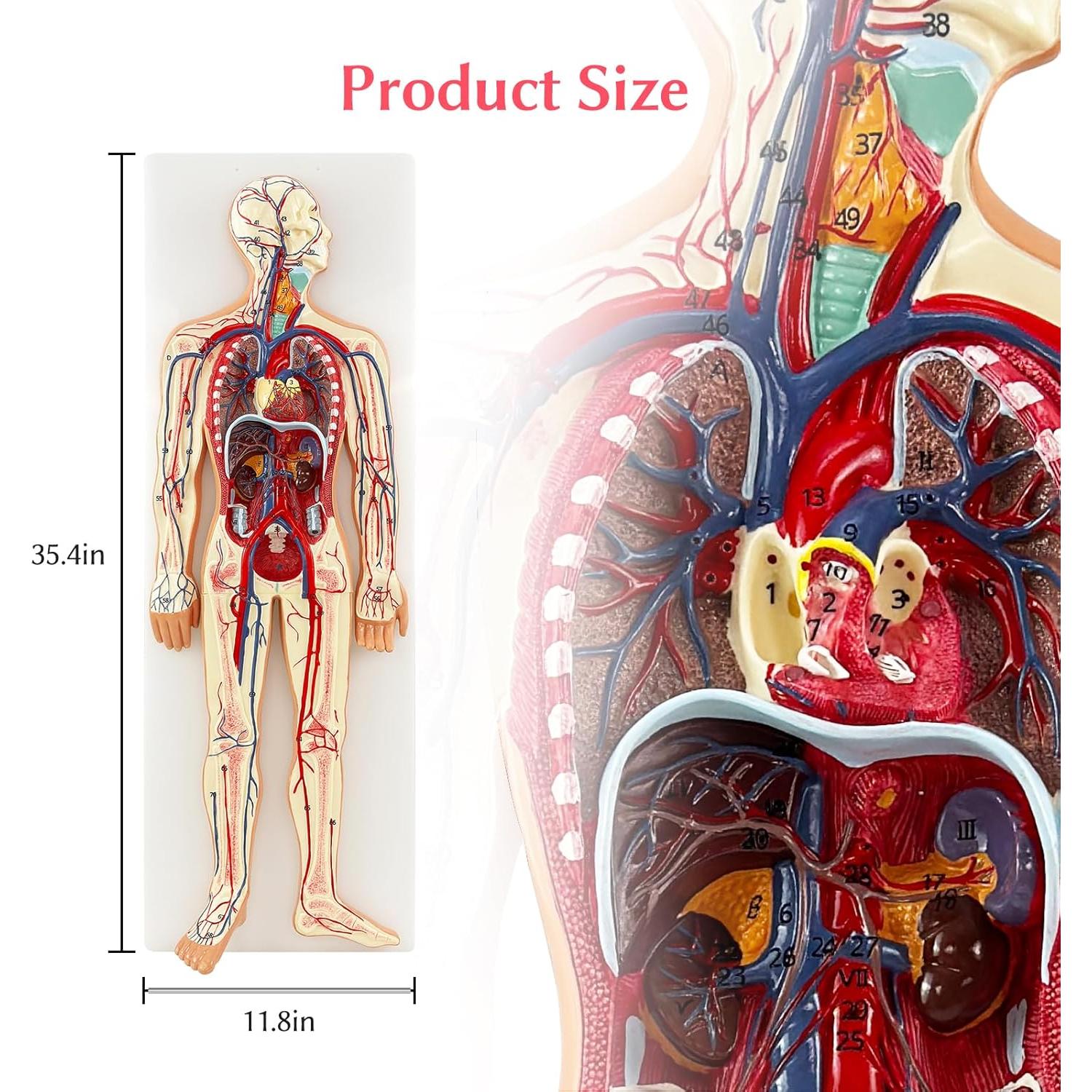 Modelo Anatómico Circulación Sanguínea JNMFTD 1/2 Escala 70 Estructuras